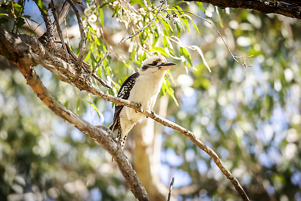포토 JPG 해외이미지 주간 야생동물 잎 자연 조류 사람없음 야외 나뭇가지 물새 물총새 해외포토 자연요소 나무 식물 동물 생태계 파일형식 이미지허브