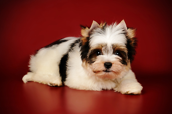 포토 JPG 해외이미지 동물 1 행복 새끼 백그라운드 새로움 털 사람없음 빨간색 반려동물 귀여움 검은색 거울 흰색 개 달콤 강아지 작음 요크셔테리어 테리어 활 솜털 송곳니 기르기 비버 삼색 해외포토 감정 컬러 컨셉 포유류 맛 치아 크기 돌봄 파일형식 이미지허브