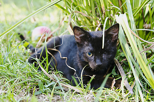 포토 JPG 해외이미지 동물 1 응시 백그라운드 포유류 자연 수염 털 사람없음 반려동물 검은색 고양이 어둠 작음 혼자 해외포토 시선 컬러 크기 생태계 파일형식 이미지허브