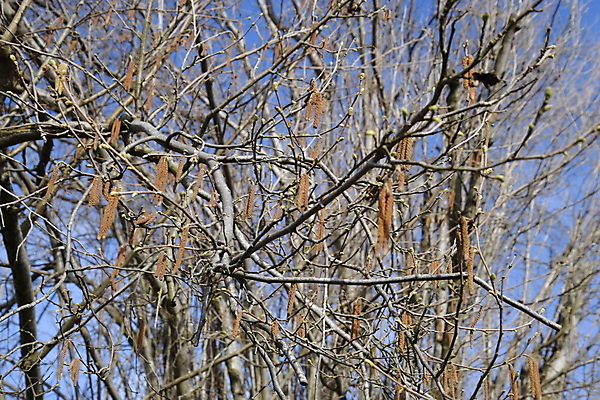 포토 JPG 해외이미지 나무 식물 계절 꽃 백그라운드 자연 건강 사람없음 노란색 봄 고통 성장 나뭇가지 시골 붓 개화 볏짚 질병 관목 묘사 꼬리 꽃가루 S 양고기 알레르기 개암나무 처음 개암 비용 해외포토 알파벳 열매 감정 컬러 의학 육류 경제 짚 가루 생태계 파일형식 이미지허브