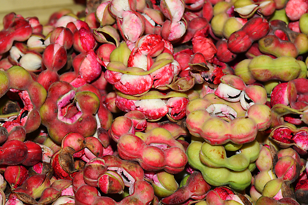 포토 JPG 해외이미지 나무 식물 아시아 음식 백그라운드 잎 농업 곡선 다이어트 과일 재료 태국 자연 거리 건강 씨앗 사람없음 빨간색 초록색 갈색 환경 신선 그룹 시장 달콤 맛 다발 오브젝트 유기농 날것 내추럴 꼬투리 숙성 채식주의자 많음 해외포토 웰빙 나라 산업 선 컬러 컨셉 생태계 채식 파일형식 이미지허브