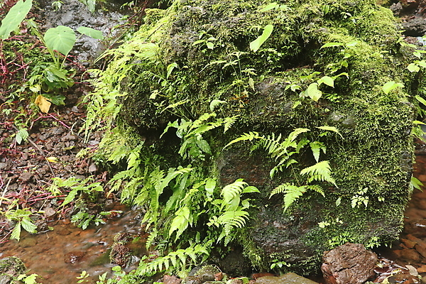 포토 JPG 해외이미지 나무 식물 디자인 공원 여행 백그라운드 잎 패턴 자연 벽지 표면 추상 휴가 산 풍경 사람없음 야외 초록색 물 여름 환경 정원 봄 바위 나뭇가지 신선 거친 개울 숲 질감 포도나무 내추럴 이국적 파라다이스 해외포토 자연요소 계절 공공시설 컬러 무늬 강 돌_바위 과일나무 생태계 파일형식 이미지허브