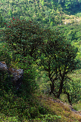 포토 JPG 해외이미지 공원 자국 태국 자연 사람없음 해외포토 공공시설 아시아 생태계 파일형식 이미지허브