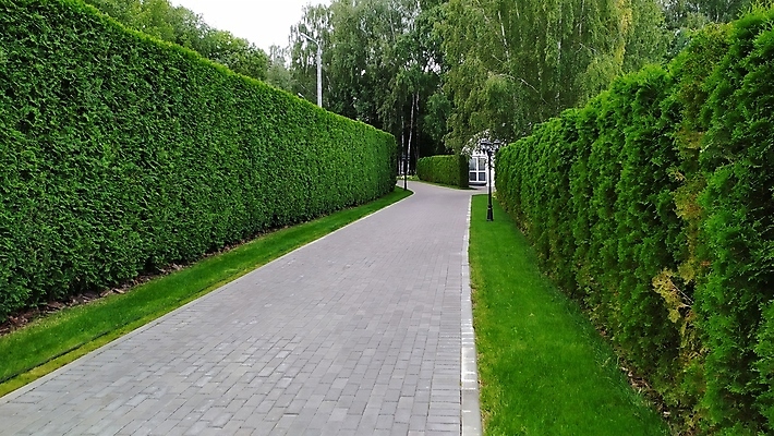 포토 JPG 해외이미지 나무 식물 응시 공원 선 벽 백그라운드 컨셉 잎 패턴 자연 벽지 표면 추상 사람없음 야외 초록색 울타리 우주 환경 정원 봄 공백 경계선 큼 오솔길 관목 묘사 에코 원예 질감 상록수 강렬 생태학 정중 줄서기 테마 해외포토 시선 계절 공공시설 교육 길 컬러 무늬 모션 취미 담장 크기 경계 생태계 파일형식 이미지허브