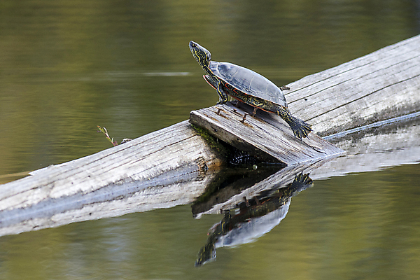 포토 JPG 해외이미지 동물 공원 호수 야생동물 북아메리카 패턴 파충류 자연 휴식 양서류 사람없음 야외 물 반사 노란색 머리 평화 환경 미국 젖음 껍질 연못 그리기 거북이 습지 생태계 통나무 서식지 내추럴 동물상 변소 해외포토 자연요소 나무 공공시설 컬러 컨셉 무늬 모션 아메리카 신체부위 조형물 파일형식 이미지허브