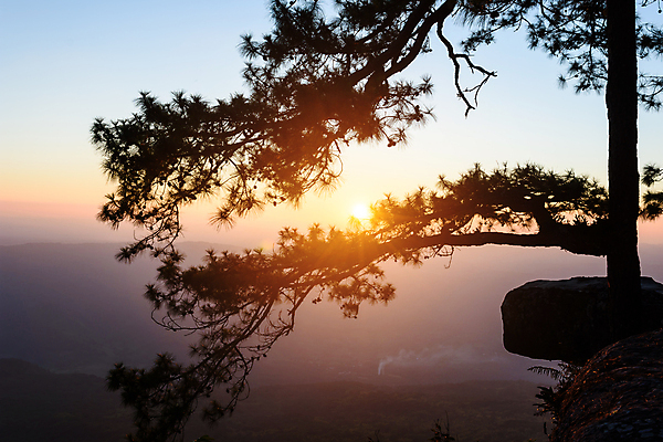 포토 JPG 해외이미지 나무 식물 공원 실루엣 밭 오렌지 태국 자연 하늘 산 국립공원 풍경 사람없음 야외 파란색 태양 노란색 환경 황혼 일몰 새벽 성장 소나무 황무지 황금 저녁 숲 땅 언덕 장면 지형 지역 내추럴 생태학 지리 해외포토 자연요소 공공시설 교육 아시아 컬러 농업 과일 촬영기법 노을 야간 생태계 파일형식 이미지허브