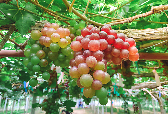 포토 JPG 해외이미지 식물 계절 음식 백그라운드 잎 밭 농업 과일 자연 포도 매달리기 건강 풍경 사람없음 야외 빨간색 초록색 여름 파란색 농장 와인 정원 계곡 보라색 검은색 일몰 주스 이탈리아 수확 성장 가을 시골 신선 달콤 맛 다발 유기농 포도밭 포도나무 내추럴 숙성 양조장 해외포토 웰빙 유럽 산업 음료 컬러 컨셉 모션 주류 노을 과일나무 생태계 파일형식 이미지허브