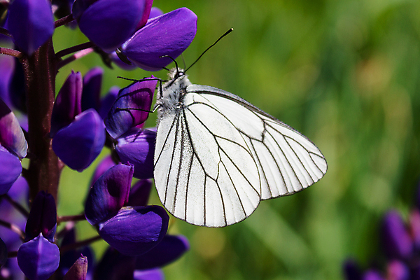 포토 JPG 해외이미지 식물 동물 꽃잎 꽃 야생동물 음식 줄기 분홍색 나비 곤충 백그라운드 잎 꽃무늬 날개 자연 사람없음 초록색 여름 파란색 컬러풀 마을 환경 정원 검은색 봄 벚꽃 흰색 닫기 벌레 양배추 꿀 내추럴 수유 해외포토 계절 컬러 무늬 채소 모션 생태계 파일형식 이미지허브