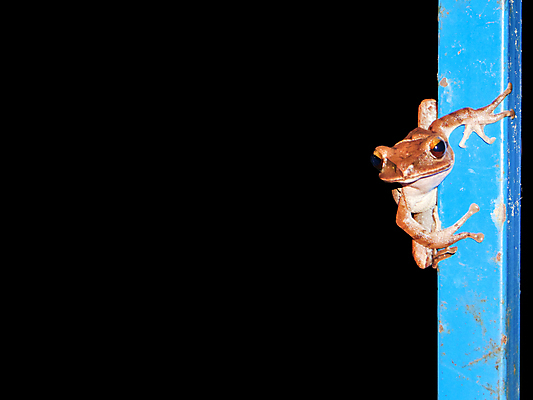 포토 JPG 해외이미지 나무 동물 아시아 얼굴 야생동물 백그라운드 잎 태국 자연 개구리 양서류 동양인 사람없음 야외 초록색 물 컬러풀 갈색 금속 검은색 흰색 기둥 연못 황금 닫기 야간 숲 작음 내추럴 고립 어려움 해외포토 자연요소 식물 건축 나라 컬러 모션 재질 인종 신체부위 크기 생태계 파일형식 이미지허브