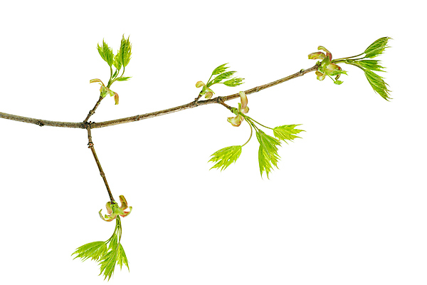 포토 JPG 해외이미지 나무 단풍 잎 자연 새로움 사람없음 초록색 봄 흰색 나뭇가지 신선 고립 그리너리 해외포토 식물 계절 컬러 컨셉 생태계 파일형식 트랜드컬러 이미지허브