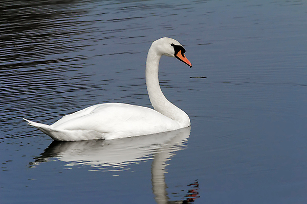 포토 JPG 해외이미지 주간 한마리 호수 사람없음 야외 백조 해외포토 자연요소 1 조류 파일형식 이미지허브