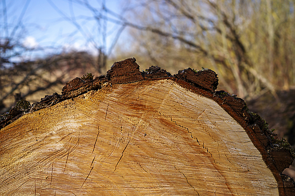 포토 JPG 해외이미지 나무 선 백그라운드 십자가 패턴 부분 자연 표면 추상 사람없음 야외 목재 갈색 노란색 환경 성장 나뭇가지 반지 원형 숲 자르기 묘사 에코 질감 나무껍질 자원 내추럴 생태학 해외포토 도형 식물 교육 컬러 무늬 재료 장신구 모션 껍질 생태계 파일형식 이미지허브