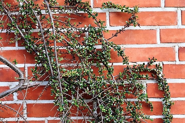 포토 JPG 해외이미지 디자인 벽 백그라운드 패턴 건축양식 벽지 표면 날씨 추상 벽돌 주택 돌담 사람없음 빨간색 갈색 어둠 블록 수확 바위 시골 도시 거친 역사 닫기 타일 질감 복고 시멘트 고체 그런지 옛날 콘크리트 카피스페이스 해외포토 건축 컬러 무늬 농업 모션 건물 담장 공백 돌_바위 파일형식 이미지허브