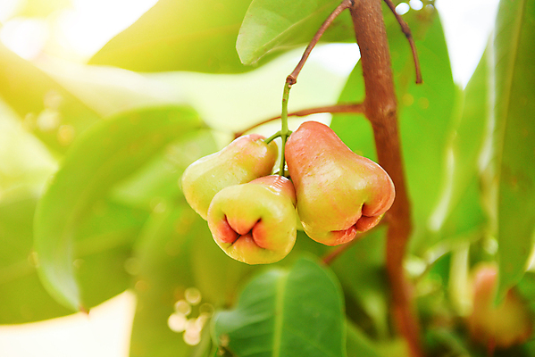 포토 JPG 해외이미지 나무 식물 꽃 아시아 음식 분홍색 잎 농업 과일 자연 추상 건강 사람없음 목재 장식 빨간색 초록색 물 여름 장미 정원 거품 수확 종 나뭇가지 신선 그룹 달콤 맛 떨어짐 사과 피부 유기농 날것 내추럴 숙성 식용 이국적 스플래쉬 해외포토 자연요소 웰빙 계절 나라 산업 컬러 컨셉 무늬 재료 신체부위 생태계 파일형식 이미지허브