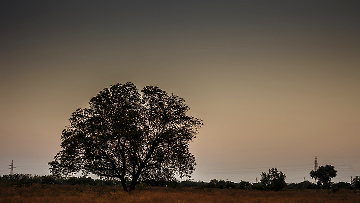 포토 JPG 해외이미지 나무 1 계절 공원 실루엣 백그라운드 밭 자연 하늘 날씨 풍경 사람없음 야외 빨간색 여름 파란색 태양 평화 일출 환경 황혼 일몰 새벽 사막 수확 가을 시골 황무지 황금 고독 저녁 11월 땅 싱글 사바나 혼자 수평선 해외포토 자연요소 식물 공공시설 감정 컬러 컨셉 농업 촬영기법 노을 날짜 야간 생태계 파일형식 이미지허브