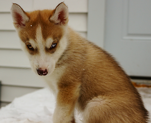 포토 JPG 해외이미지 동물 1 행복 얼굴 백그라운드 자연 하늘 털 앉기 사람없음 야외 초록색 여름 파란색 반려동물 머리 검은색 봄 회색 코트 흰색 개 강아지 작음 주둥이 알래스카 송곳니 기르기 시베리아 유래 해외포토 계절 감정 컬러 포유류 모션 신체부위 미국 외투 치아 크기 생태계 돌봄 파일형식 이미지허브