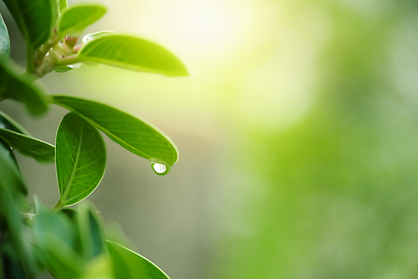 포토 JPG 해외이미지 나무 식물 계절 백그라운드 컨셉 잎 패턴 자연 벽지 추상 잔디 사람없음 초록색 빛 컬러풀 햇빛 태양 우주 환경 정원 맑음 봄 성장 신선 숲 질감 보케 부드러움 내추럴 블러 생태학 지구의날 카피스페이스 그리너리 효과 해외포토 자연요소 교육 기념일 컬러 무늬 날씨 공백 감각 생태계 파일형식 트랜드컬러 이미지허브