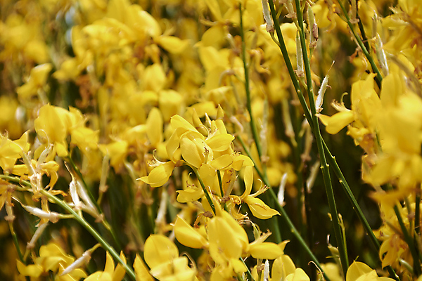 포토 JPG 해외이미지 나무 식물 구름 템플릿 꽃 곤충 밭 자연 하늘 해바라기 풍경 사람없음 야외 목재 가로 초록색 여름 파란색 빛 햇빛 농장 노란색 환경 정원 맑음 봄 활발 벚꽃 시골 신선 황금 숲 수분 땅 블러 평야 목업 카피스페이스 해외포토 자연요소 동물 계절 컬러 컨셉 농업 재료 날씨 태양 공백 생태계 파일형식 이미지허브