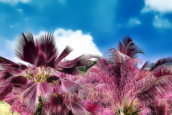 포토 JPG 해외이미지 구름 분홍색 하늘 사람없음 야외 야자수 세이셸 야자수잎 해외포토 자연요소 나무 컬러 잎 아프리카 파일형식 이미지허브