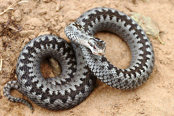 포토 JPG 해외이미지 동물 길 모래 백그라운드 패턴 자국 파충류 사람없음 갈색 흙 봄 나뭇가지 뱀 얽힘 위험 오솔길 위협 실타래 딸랑이 선로 해외포토 나무 계절 컬러 컨셉 무늬 아기용품 파일형식 이미지허브