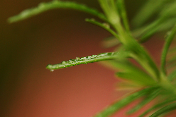 포토 JPG 해외이미지 식물 음식 백그라운드 잎 농업 다이어트 채소 재료 자연 파슬리 건강 요리 사람없음 초록색 물 젖음 흰색 물방울 신선 양념 맛 떨어짐 씻기 빨래 상품 다발 허브 향신료 유기농 날것 향기 아로마 부드러움 향료 섬유 내추럴 고립 밭일 채식주의자 비건 해외포토 자연요소 웰빙 산업 컬러 컨셉 가사 청결 직물 감각 생태계 채식 냄새 향미료 파일형식 이미지허브