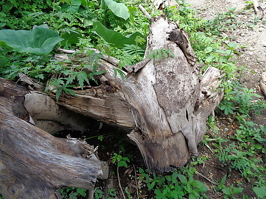 포토 JPG 해외이미지 나무 식물 디자인 벽 패턴 자연 벽지 탁자 표면 추상 바닥 미술 사람없음 목재 갈색 줄무늬 회색 수확 시골 소나무 구멍 거친 널 낟알 묘사 질감 복고 목공예 잡동사니 내추럴 거짓 그런지 수목 옛날 노화 해외포토 컬러 가구 컨셉 무늬 농업 재료 문화예술 공예 생태계 파일형식 이미지허브