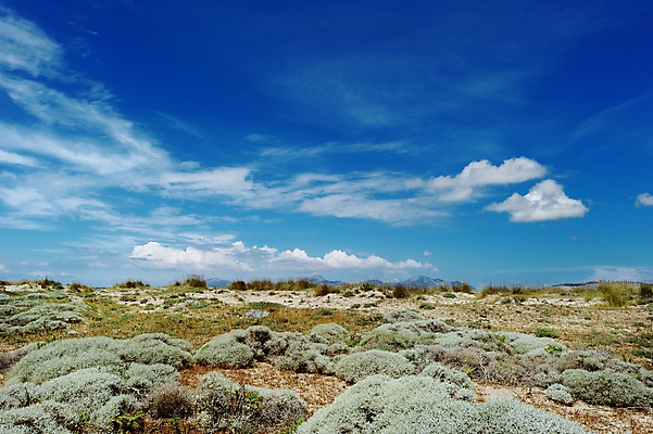 포토 JPG 해외이미지 식물 구름 계절 백그라운드 밭 자연 하늘 아침 풍경 사람없음 야외 초록색 여름 파란색 빛 환경 봄 신선 언덕 내추럴 생태학 해외포토 주간 자연요소 교육 컬러 농업 생태계 파일형식 이미지허브