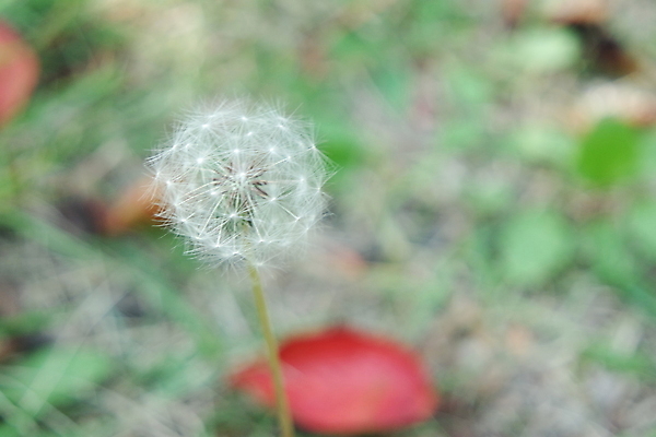 포토 JPG 해외이미지 식물 계절 꽃 줄기 백그라운드 꽃무늬 자연 추상 사람없음 야외 아웃포커스 초록색 머리 침묵 봄 자유 벚꽃 가을 흰색 닫기 소프트포커스 숲 민들레 낙하산 꽃가루 부드러움 솜털 내추럴 취급주의 해외포토 컬러 컨셉 무늬 모션 촬영기법 경고 신체부위 소리 감각 가루 생태계 파일형식 이미지허브