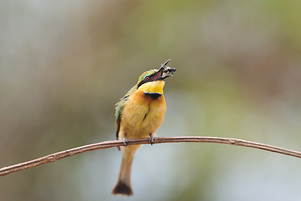 포토 JPG 해외이미지 동물 유럽 야생동물 날개 자연 조류 사랑 사람없음 빨간색 초록색 파란색 노란색 환경 봄 자유 흰색 벌 깃털 부리 육식동물 글라이더 동물상 수유 해외포토 계절 감정 나라 컬러 곤충 컨셉 조형물 생태계 파일형식 이미지허브