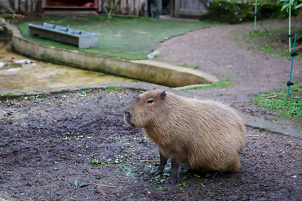 포토 JPG 해외이미지 동물 야생동물 포유류 자연 초식동물 영국 잉글랜드 털 동물원 성인 사람없음 야외 갈색 남아메리카 설치류 큼 모피 경보 동물상 해외포토 유럽 컬러 아메리카 사람 조형물 크기 생태계 파일형식 이미지허브