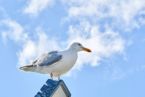 포토 JPG 해외이미지 동물 구름 1 야생동물 바다 백그라운드 날개 자연 갈매기 조류 하늘 성공 바람 사람없음 가로 여름 파란색 햇빛 태양 평화 우주 환경 침묵 펼침 자유 흰색 비행 부리 천국 갸우뚱 내추럴 무료 해외포토 자연요소 계절 컬러 컨셉 모션 날씨 소리 생태계 파일형식 이미지허브