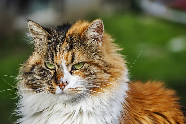 포토 JPG 해외이미지 동물 디자인 응시 행복 백그라운드 장난 포유류 주택 털 실내 사랑 사람없음 그래픽 반려동물 갈색 귀여움 검은색 고양이 우정 회색 흰색 잠 플랫 닫기 만화 모피 그림 얼룩무늬 솜털 거짓말 고립 기르기 유래 해외포토 시선 감정 컬러 컨셉 무늬 모션 내부 건물 친구 돌봄 파일형식 이미지허브