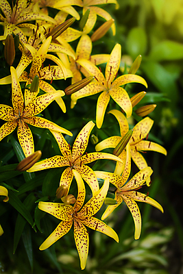 포토 JPG 해외이미지 식물 꽃잎 꽃 백그라운드 꽃무늬 오렌지 자연 프레임 사람없음 컵 태양 노란색 정원 벚꽃 광선 생일 개화 우아함 배열 보케 반대 설정 꽃수술 블러 해외포토 자연요소 식기 기념일 컬러 컨셉 무늬 과일 생태계 파일형식 이미지허브