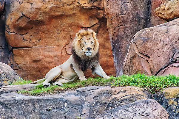포토 JPG 해외이미지 동물 남자 야생동물 백그라운드 아프리카 자연 사람없음 빛 고양이 위험 사자 큼 왕 사파리 육식동물 분화구 갈기 사자자리 웅장함 해외포토 나라 컨셉 포유류 사람 반려동물 별자리 크기 생태계 화산 파일형식 이미지허브