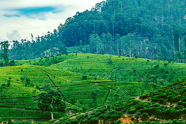 포토 JPG 해외이미지 나무 식물 전통 계절 아시아 여행 백그라운드 잎 밭 농업 자연 산 건강 동양인 풍경 사람없음 야외 초록색 농작물 농장 농경지 맑음 수확 성장 시골 신선 차 땅 인도인 허브 언덕 에코 유기농 장면 내추럴 산악지대 세련 해외포토 외국인 웰빙 나라 산업 음료 컬러 날씨 인종 환경 생태계 파일형식 이미지허브