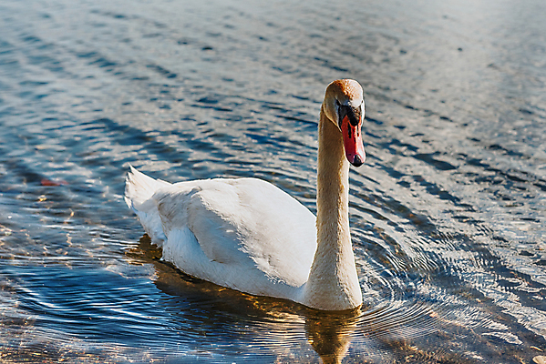 포토 JPG 해외이미지 주간 한마리 호수 사람없음 야외 백조 해외포토 자연요소 1 조류 파일형식 이미지허브