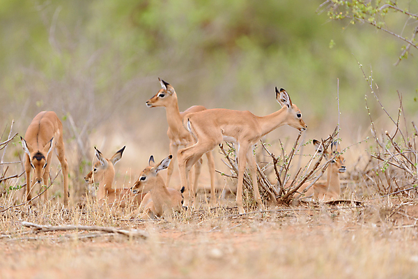 포토 JPG 해외이미지 동물 계절 공원 여자 남자 호수 야생동물 여행 포유류 아프리카 자연 초식동물 뿔 국립공원 풍경 사람없음 관광지 갈색 게임 입 황무지 사파리 귀 영양 케냐 가젤 마사이족 해외포토 공공시설 나라 컬러 놀이 사람 신체부위 생태계 파일형식 이미지허브
