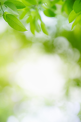 포토 JPG 해외이미지 나무 식물 계절 백그라운드 컨셉 잎 패턴 자연 벽지 추상 잔디 사람없음 초록색 빛 컬러풀 햇빛 태양 우주 환경 정원 맑음 봄 성장 신선 숲 질감 보케 부드러움 내추럴 블러 생태학 지구의날 카피스페이스 그리너리 효과 해외포토 자연요소 교육 기념일 컬러 무늬 날씨 공백 감각 생태계 파일형식 트랜드컬러 이미지허브