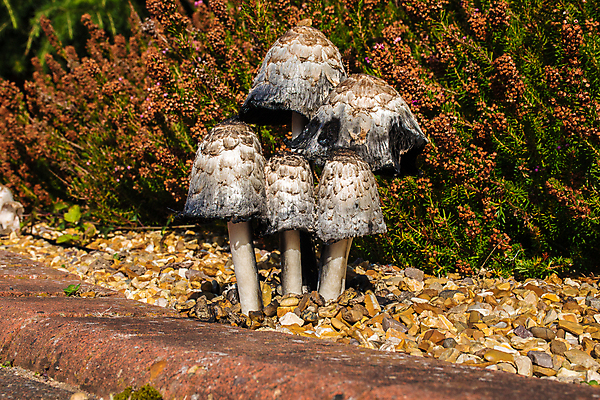 포토 JPG 해외이미지 음식 백그라운드 자연 잉크 사람없음 컬러풀 갈색 맑음 버섯 가을 흰색 신선 숲 가발 변호사 곰팡이 땅바닥 식용 캡모자 해외포토 직업 모자_잡화 계절 컬러 날씨 바닥 생태계 파일형식 이미지허브