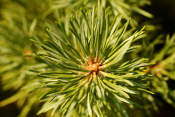 포토 JPG 해외이미지 나무 식물 자연 사람없음 나뭇가지 소나무 전나무 가문비나무 그리너리 해외포토 생태계 파일형식 트랜드컬러 이미지허브