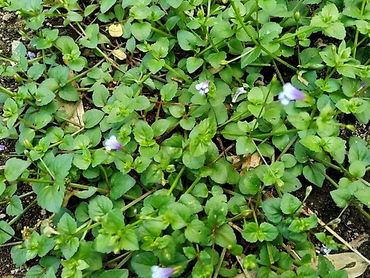포토 JPG 해외이미지 식물 디자인 공원 벽 스포츠 컨셉 잎 꽃무늬 패턴 밭 골프 건축양식 자연 벽지 추상 풍경 잔디 사람없음 야외 목재 장식 초록색 울타리 우주 환경 정원 축구 봄 성장 신선 자르기 심볼 에코 유기농 생태계 질감 내추럴 생태학 심기 해외포토 나무 웰빙 계절 공공시설 교육 건축 꽃 컬러 무늬 농업 재료 모션 담장 구기 파일형식 이미지허브