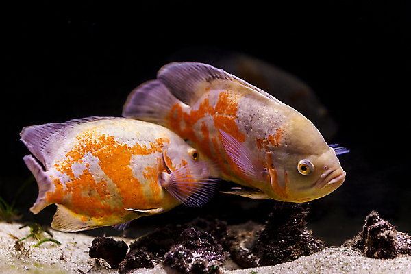 포토 JPG 해외이미지 야생동물 파도 바다 어류 사람없음 빨간색 물 파란색 컬러풀 수중 수영 해조류 생태계 다이빙 생물학 금붕어 수로 지느러미 태평양 암초 수족관 리빙 대서양 소금물 이국적 해외포토 자연요소 동물 교육 컬러 수중동물 수상스포츠 해양식물 수중스포츠 파일형식 이미지허브