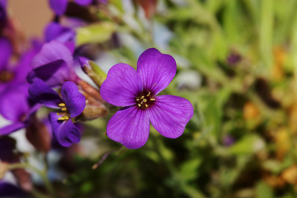 포토 JPG 해외이미지 나무 식물 구름 계절 꽃 꽃무늬 밭 농업 자연 하늘 풍경 사람없음 야외 초록색 여름 파란색 햇빛 태양 농장 노란색 정원 맑음 봄 벚꽃 흰색 시골 신선 숲 땅 허브 데이지 장면 내추럴 캐모마일 평야 해외포토 자연요소 산업 컬러 무늬 날씨 생태계 파일형식 이미지허브