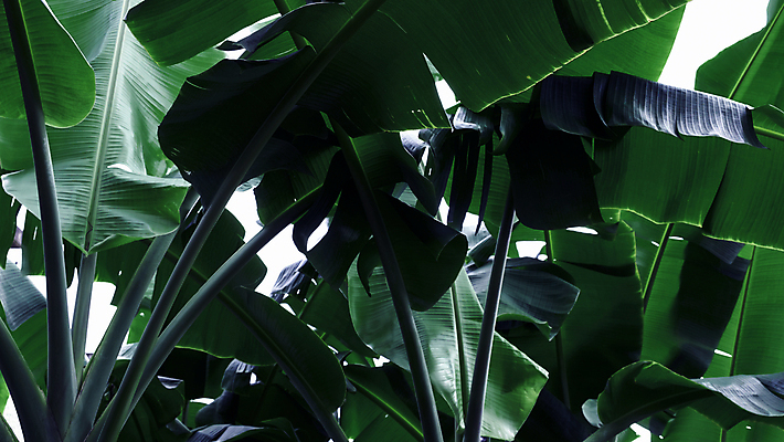 포토 JPG 해외이미지 나무 식물 계절 줄기 백그라운드 잎 농업 자연 벽지 바나나 손바닥 사람없음 야외 초록색 여름 빛 환경 정원 어둠 봄 성장 흰색 나뭇가지 신선 숲 유기농 내추럴 해외포토 손 웰빙 산업 컬러 과일 생태계 파일형식 이미지허브