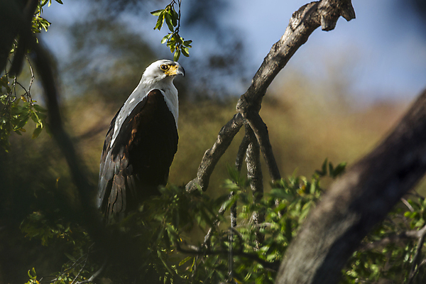 포토 JPG 해외이미지 동물 야생동물 아프리카 자연 조류 국립공원 서기 사람없음 관광지 보호 사파리 독수리 남아프리카 보츠와나 보호구역 해외포토 공원 나라 여행 컨셉 모션 생태계 구역 파일형식 이미지허브