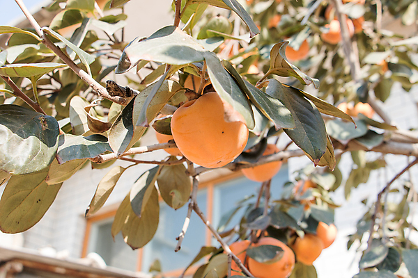 포토 JPG 해외이미지 나무 식물 음식 잎 농업 과일 자연 건강 사람없음 빨간색 초록색 여름 정원 수확 가을 나뭇가지 신선 사과 과수원 유기농 복숭아 내추럴 숙성 해외포토 웰빙 계절 산업 컬러 생태계 파일형식 이미지허브