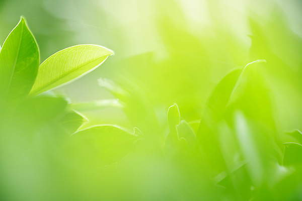 포토 JPG 해외이미지 나무 식물 계절 백그라운드 컨셉 잎 패턴 자연 벽지 추상 잔디 사람없음 초록색 여름 빛 컬러풀 햇빛 태양 우주 환경 정원 맑음 봄 성장 신선 숲 질감 보케 부드러움 내추럴 블러 생태학 지구의날 카피스페이스 그리너리 효과 해외포토 자연요소 교육 기념일 컬러 무늬 날씨 공백 감각 생태계 파일형식 트랜드컬러 이미지허브