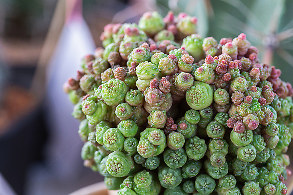 포토 JPG 해외이미지 모양 나무 식물 계절 꽃 백그라운드 잎 꽃무늬 패턴 자연 선인장 주택 사람없음 장식 초록색 컬러풀 정원 사막 수확 성장 벚꽃 신선 뜨거움 그룹 우아함 냄비 정상 원예 질감 조경 내추럴 알로에 해외포토 컬러 컨셉 무늬 농업 취미 건물 솥 생태계 파일형식 이미지허브