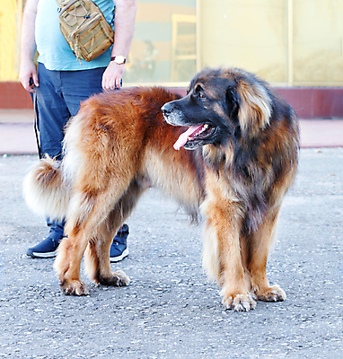 포토 JPG 해외이미지 동물 1 응시 백그라운드 포유류 자연 털 서기 경비 사람없음 야외 여름 반려동물 갈색 귀여움 검은색 황금 개 큼 혀 순수 코 쇼 사자자리 솜털 거인 송곳니 기르기 신앙심 우수 유래 총구 카피스페이스 해외포토 시선 계절 컬러 컨셉 모션 안전 신체부위 공백 별자리 입 치아 보호 크기 절기 생태계 돌봄 파일형식 이미지허브