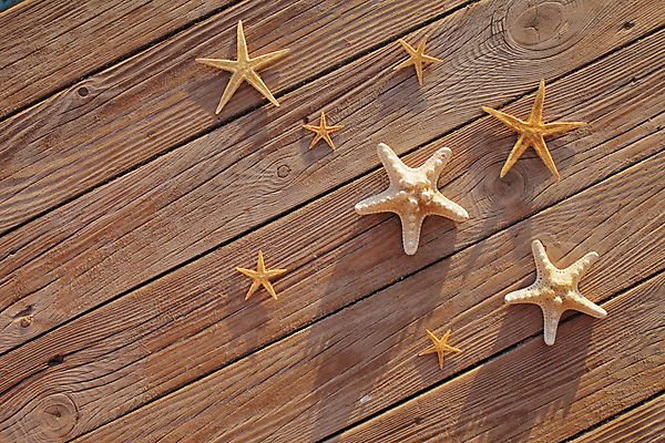 포토 JPG 해외이미지 주간 불가사리 사람없음 야외 나무바닥 해외포토 자연요소 극피동물 바닥 파일형식 이미지허브